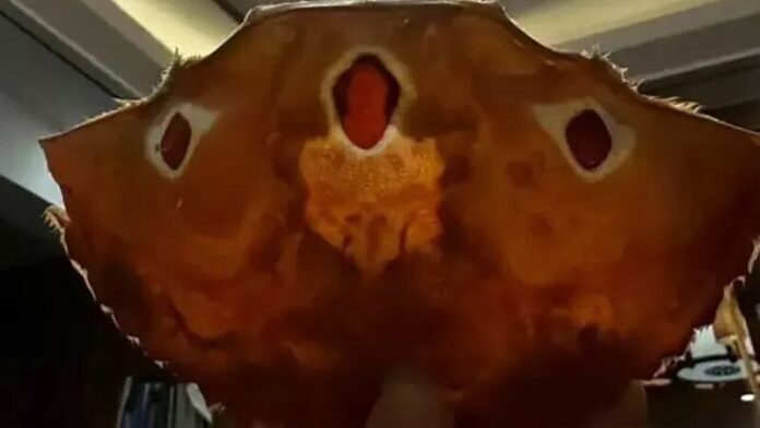 Holy Crab
