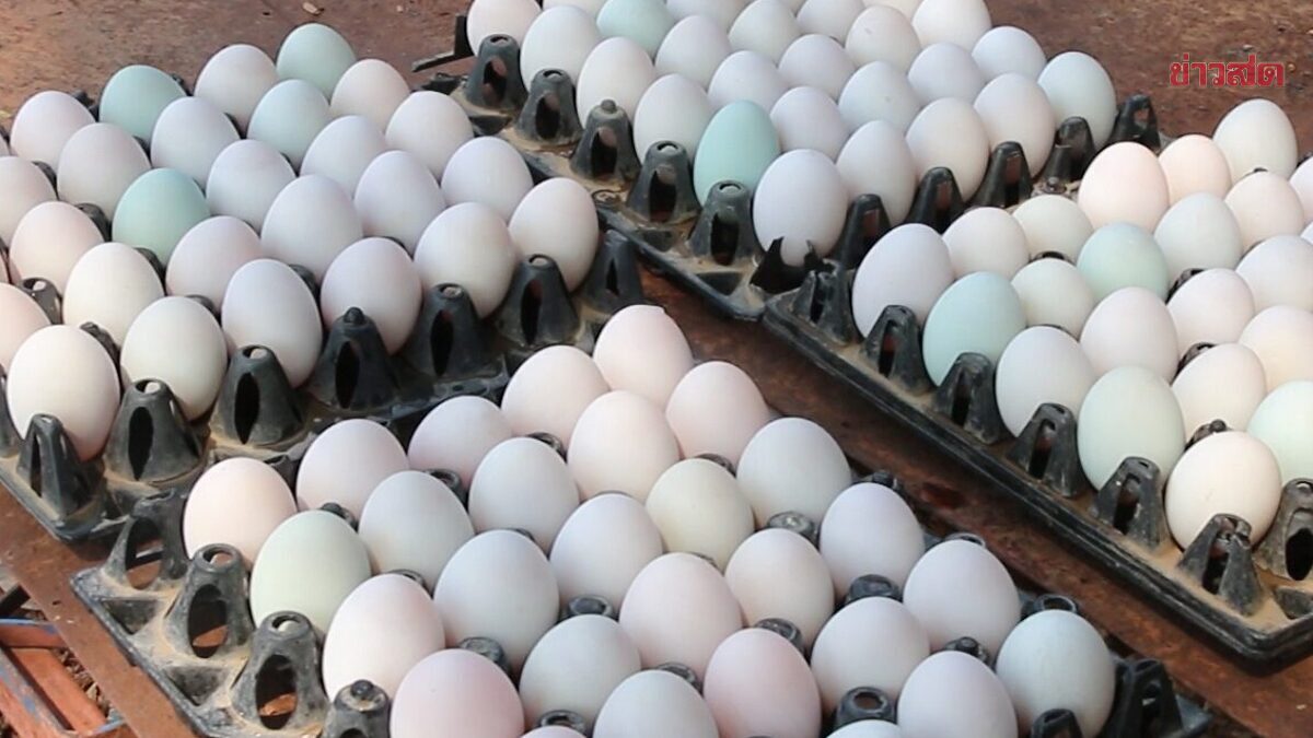 Duck Egg Prices Up 10 Satang After Heavy Rain
