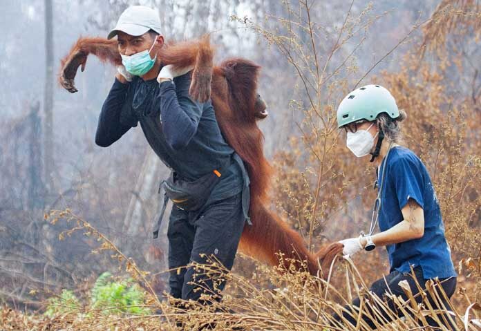 นักกู้ภัยและสัตวแพทย์จากมูลนิธิสัตว์ป่า Yayasan Inisiasi Alam Rehabilitasi Indonesia (YIARI) อุ้มอุรังอุตังหลังจากช่วยเหลือมันในสวนปาล์มน้ำมันที่ได้รับผลกระทบจากไฟป่าในหมู่บ้าน Laman Satong เขต Ketapang กาลิมันตันตะวันตก อินโดนีเซีย วันที่ 30 กันยายน 2026