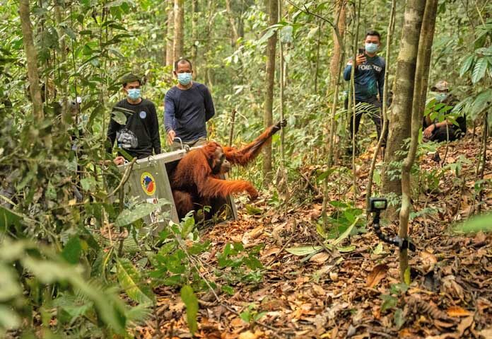 ในภาพที่เผยแพร่โดย YIARI ซึ่งเป็นองค์กรอนุรักษ์ไม่แสวงหาผลกำไรของอินโดนีเซีย อุรังอุตังตัวหนึ่งที่ได้รับการช่วยเหลือจากเหตุการณ์ไฟป่ากำลังถูกปล่อยคืนสู่ป่าอนุรักษ์ในพื้นที่บาตู นยัมบู (Batu Nyambu) จังหวัดกาลีมันตันตะวันตก ประเทศอินโดนีเซีย เมื่อวันศุกร์ที่ 9 ตุลาคม 2026