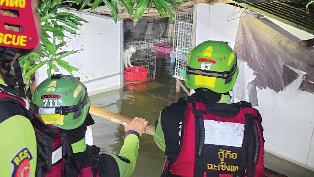 เพื่อนตัวเล็ก - กู้ภัยแปดริ้วฝ่าฝนลุยน้ำ ช่วยแมว18ตัว-ยายวัย80
