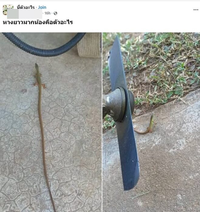 น้องตัวอะไร หางยาวมาก
