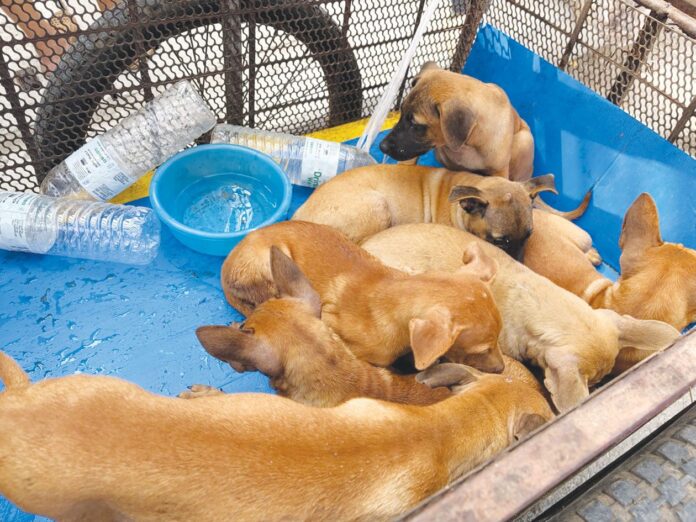เพื่อนตัวเล็ก